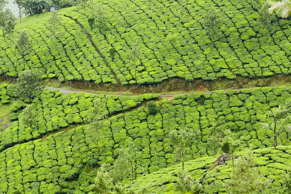 Tea gardens, Devikulam, Munnar, Kerala, India, Asia