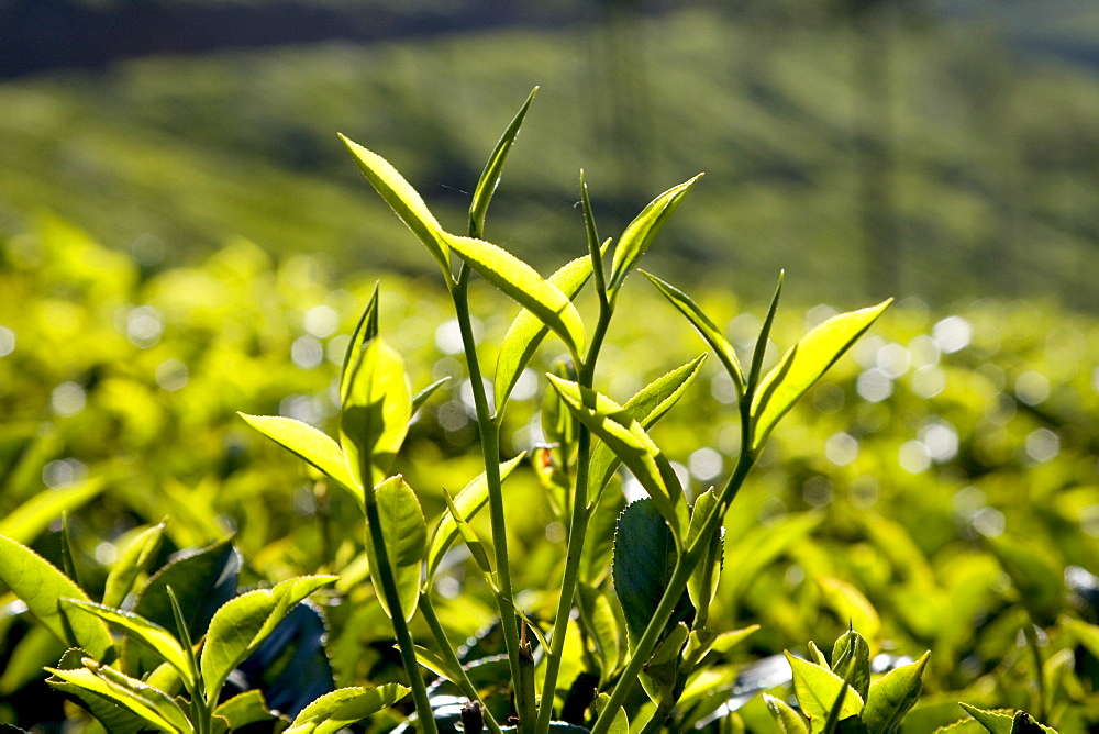 Tea leaves, Munnar, Kerala, India, Asia