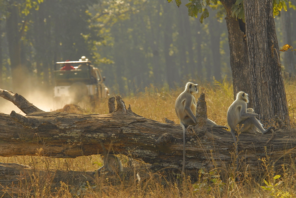 Hanuman Langurs in Kanha, Madhya Pradesh, India, Asia