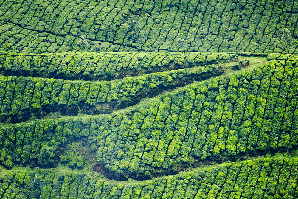 Tea gardens, Munnar, Kerala, India, Asia