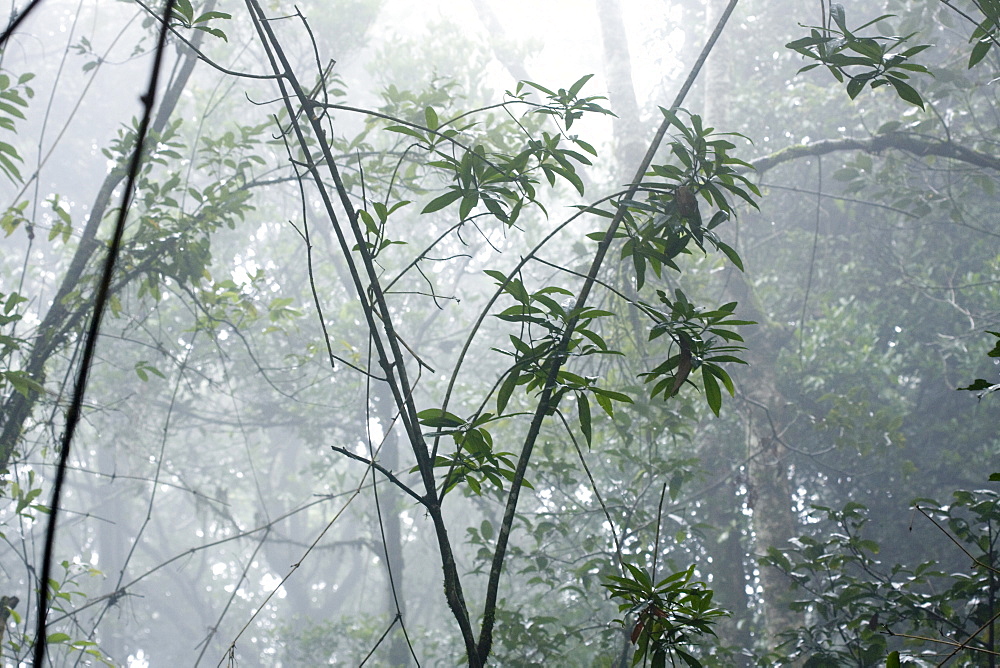 Shola forest interior in mist, Eravikulam National Park, Kerala, India, Asia