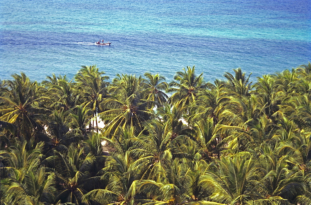 Coconut canopy, Andrott Island, Lakshadweep Islands, India, Indian Ocean, Asia