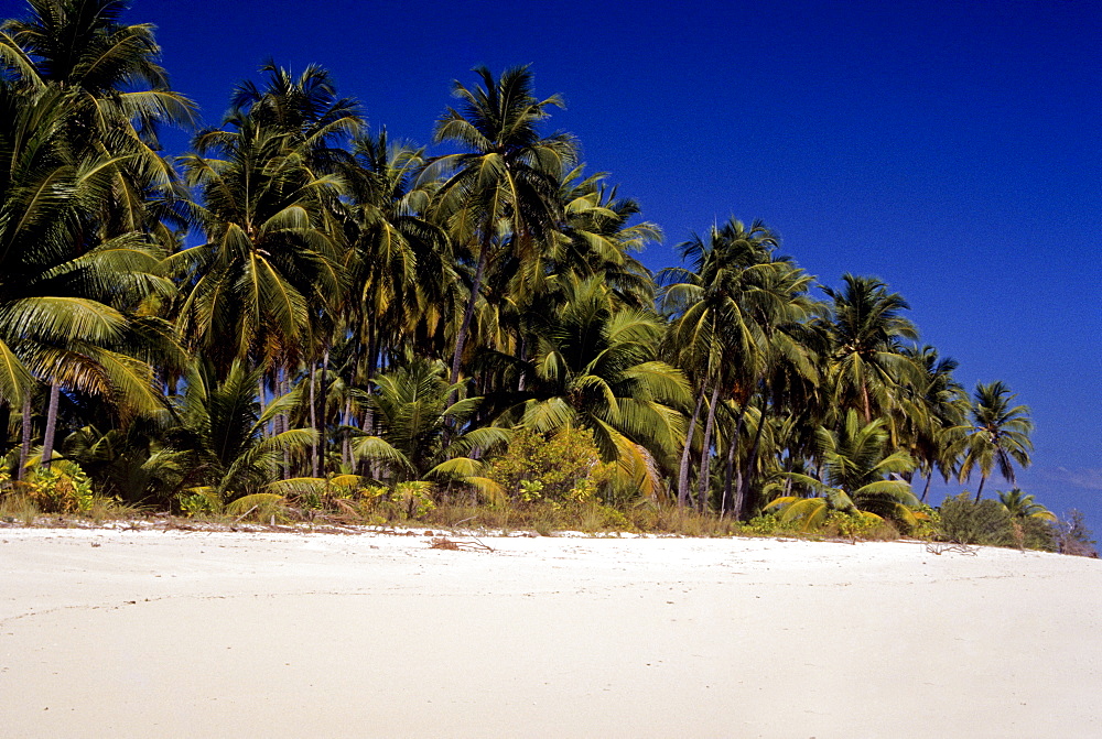 Sandy beach and palm trees, Bangaram Island, Lakshadweep Islands, India, Indian Ocean, Asia