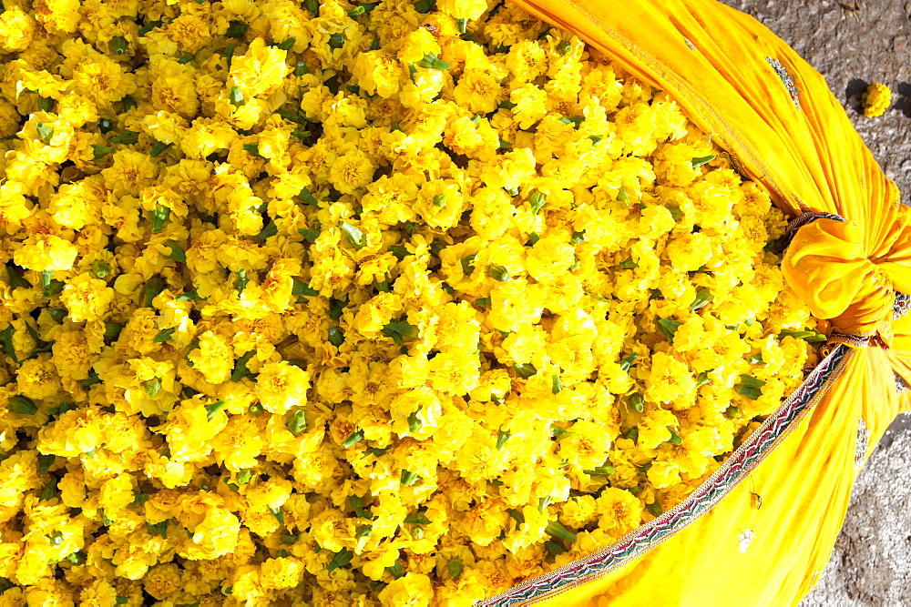 Cut yellow marigolds, weighed and bagged in cotton cloth bundle, for sale in the early morning flower market, Jaipur, Rajasthan, India, Asia