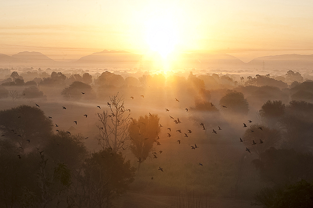 Flock of birds flying above atmospheric misty early morning landscape of trees and hills at sunrise, Samode, Rajasthan, India, Asia