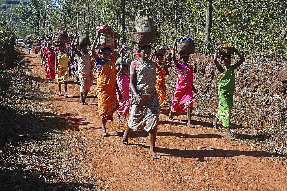 Group of Didai tribeswomen walking from their village to the local market, Onukudelli, Orissa, India, Asia