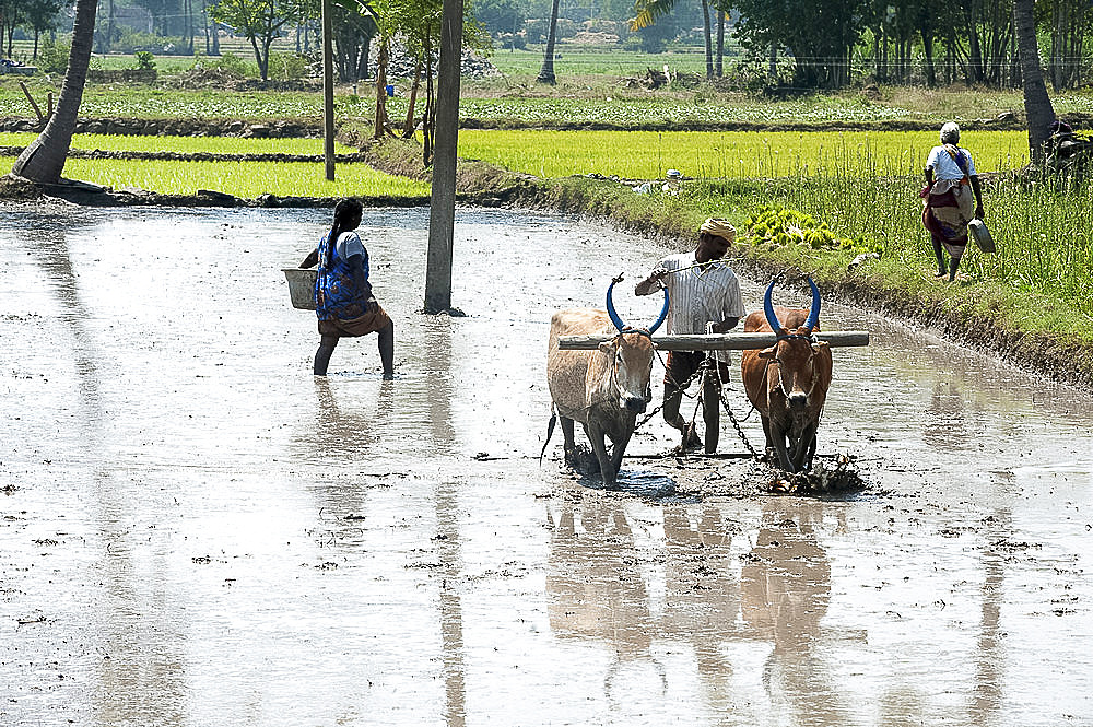 Man ploughing rice paddy with pair of bullocks, ready for planting new crop of rice, Tamil Nadu, India, Asia