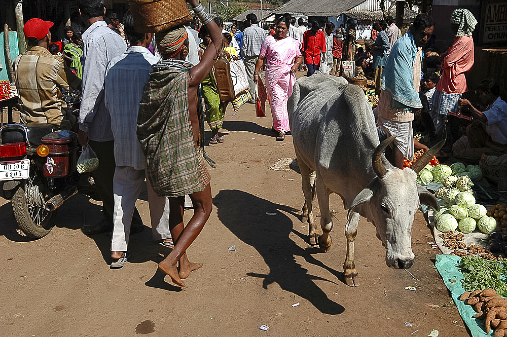 Bonda tribeswoman and passing cow at local tribal market, Onukudelli, Orissa, India, Asia