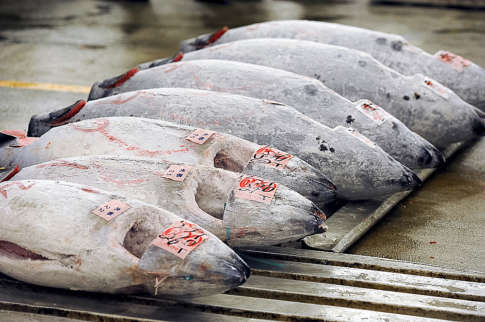 Tuna fish for auction in the early morning market of Tsukiji Shijo, the world's largest fish and seafood market, Tsukiji, Tokyo, Japan, Asia