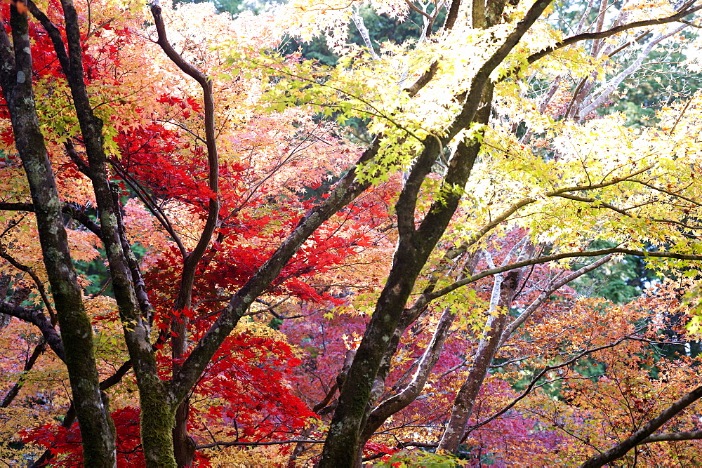 Glorious autumn leaf colour in the Japanese maple trees in Ginkakuji (Silver Pavilion) Zen temple garden, Kyoto, Japan, Asia