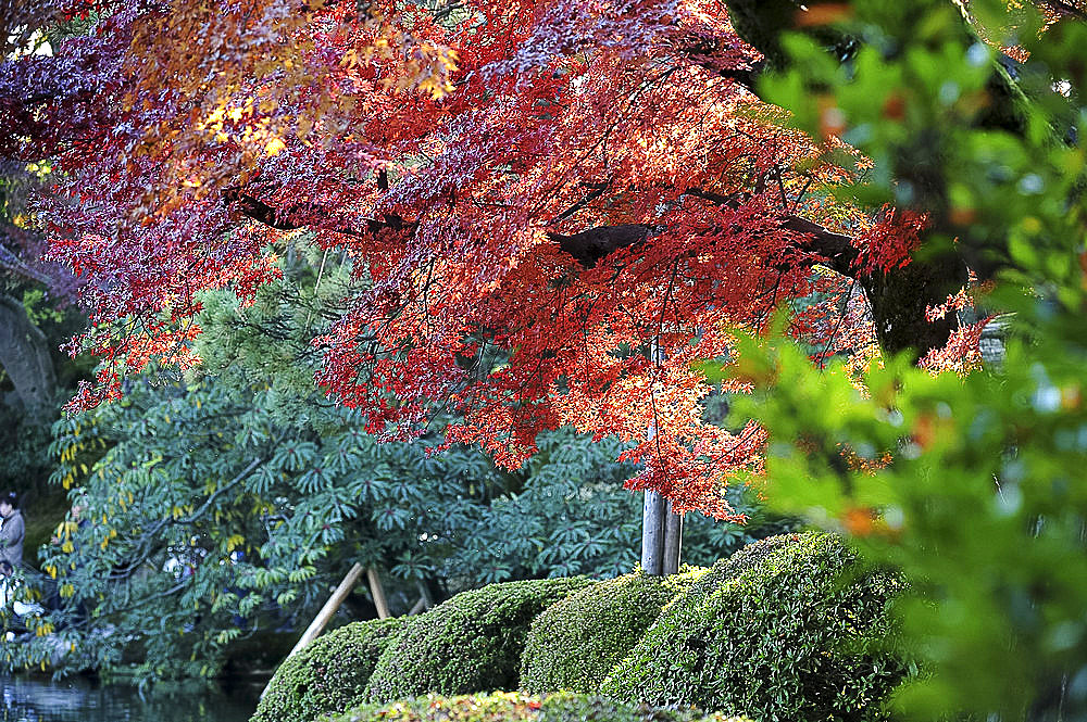 Trees in autumn colour reflected in pond at Kenruoken Garden, one of the most beautiful Feudal Lord's gardens, Kanazawa, Japan, Asia