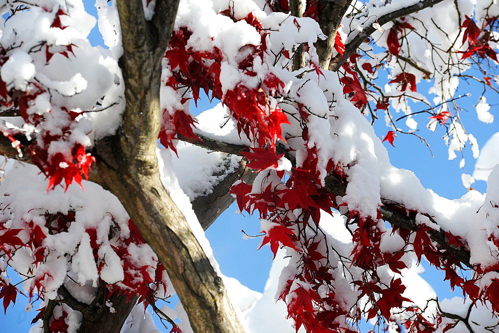 First heavy fall of snow onto maple leaves still showing autumn colours, Fujikawaguchiko, Japan, Asia