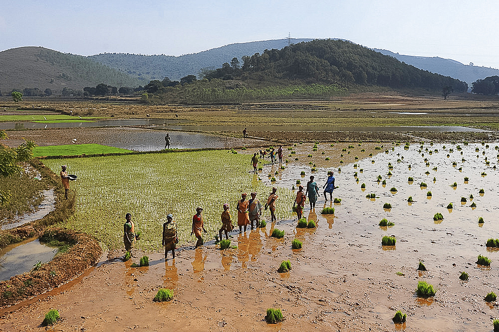 Women planting rice in the paddy in the undulating rural countryside near Desia Koraput, Odisha, India, Asia