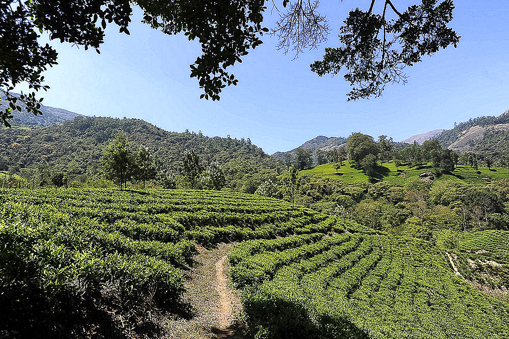 Tea estate in the undulating hills in Munnar, Kerala, India, Asia