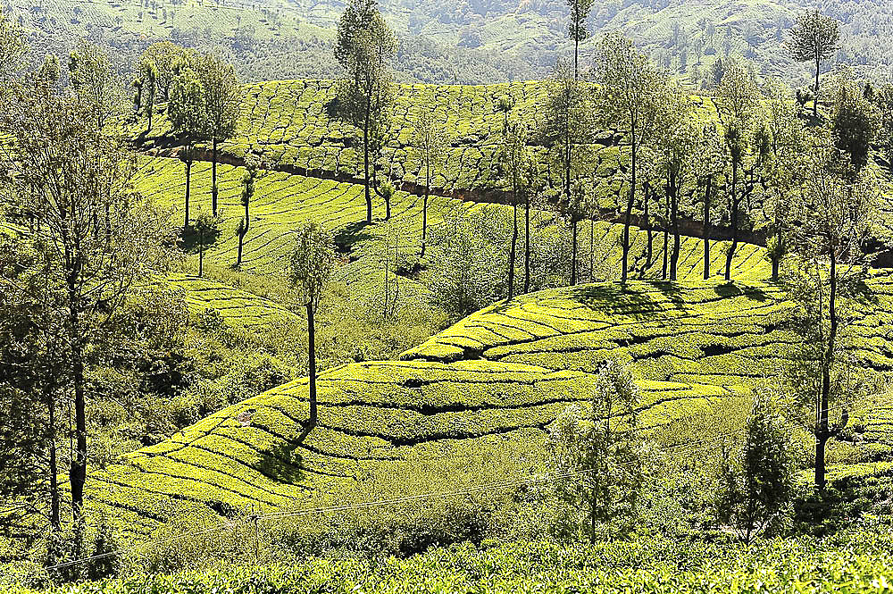 Tea plantations covering the undulating hills in Munnar, Kerala, India, Asia