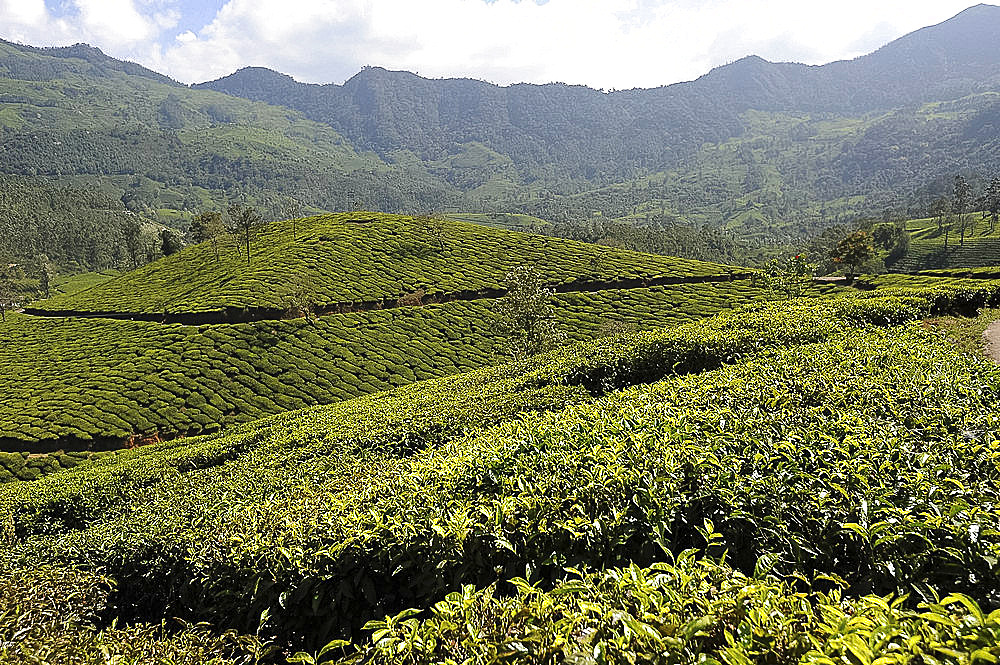 Tea plantations covering the undulating hills in Munnar, Kerala, India, Asia