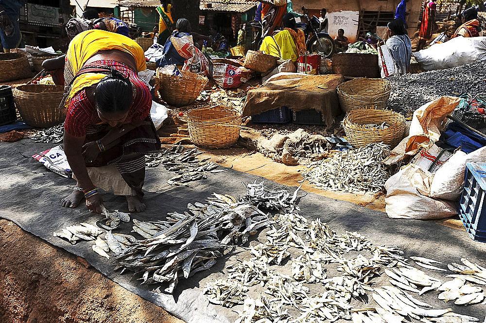 Mali tribeswoman arranging dried river fish in pre-weighed piles for sale in the weekly Mali tribal market, Koraput, Odisha, India, Asia