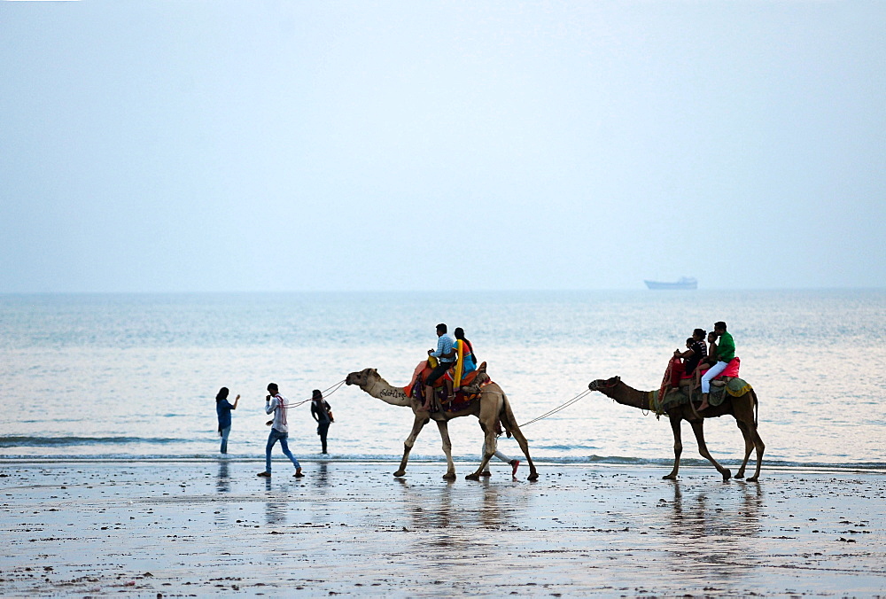 Diwali holidaymakers taking camel rides along the shore at sunset, Mandvi, Gujarat, India, Asia