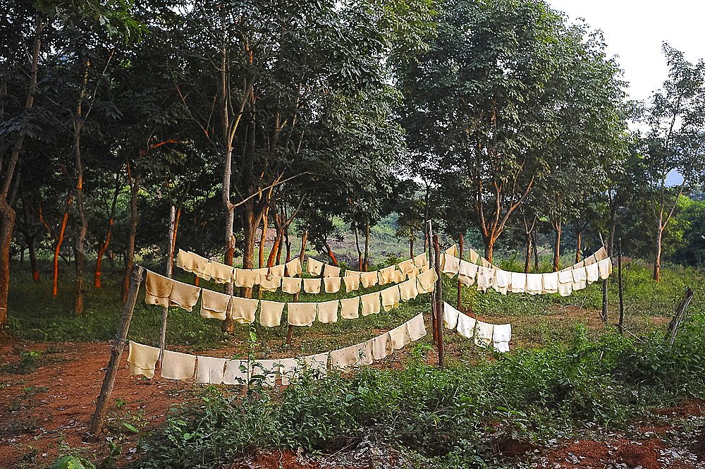 Sheets of freshly made rubber hanging out to dry on the rubber plantation, Dhenkanal district, Odisha, India, Asia