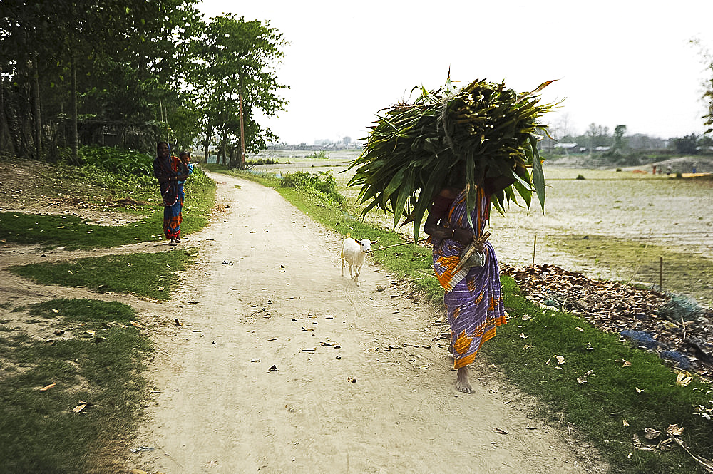 Barefoot village woman leading goat and carrying huge pile of reeds back home in Brahmaputra river village, Assam, India, Asia