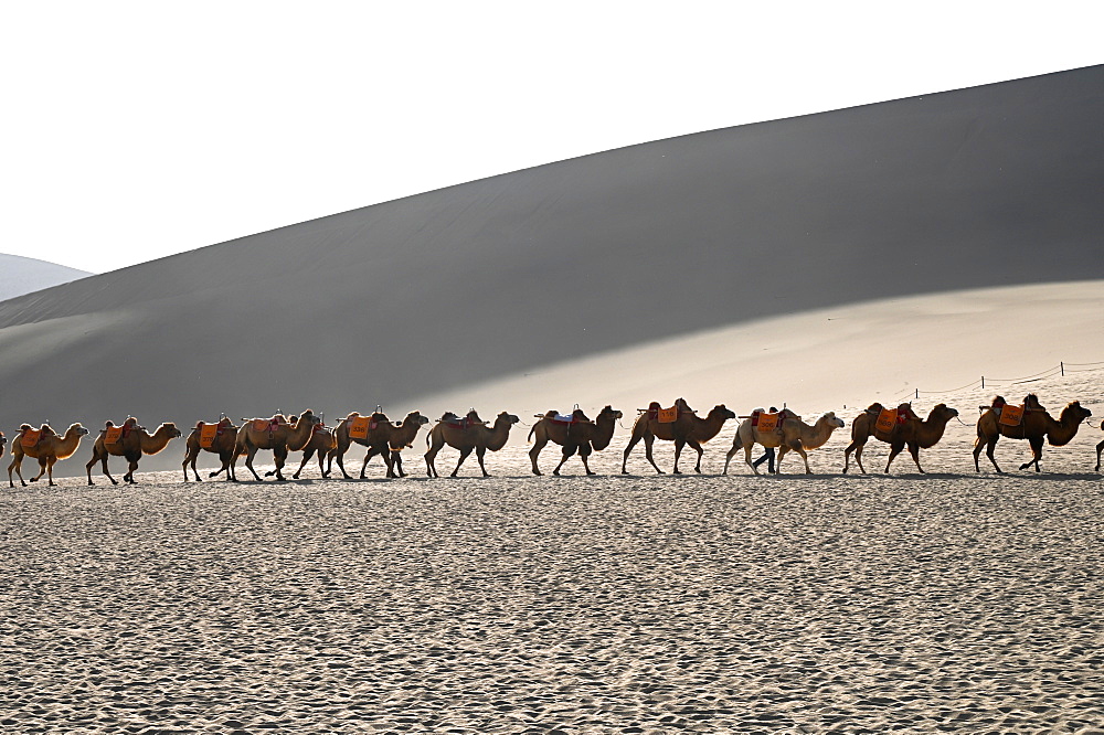 Camels being led back through the Singing Sand Dunes in late afternoon, Dunhuang, Gansu, China, Asia