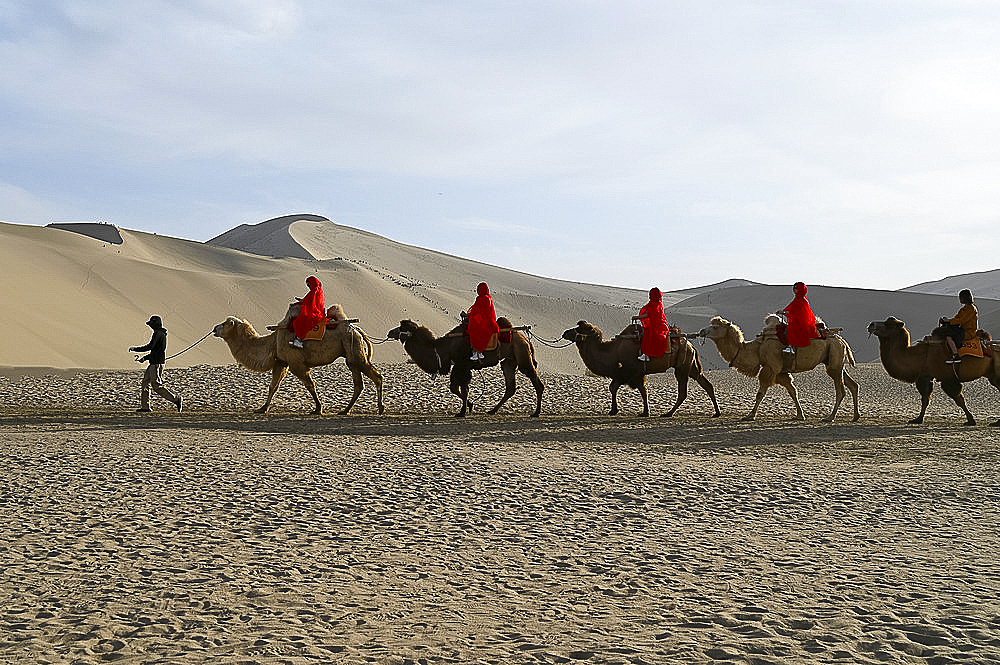 Tourists on camels being led through the Singing Sand Dunes in Dunhuang, Northwest Gansu province, China, Asia