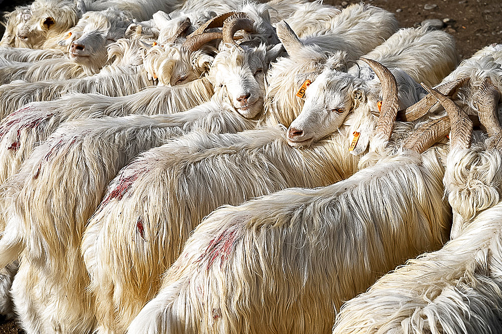 Angora goats at Sunday market at Kashgar, the main Silk Road trading centre, Kashgar, Xinjiang, China, Asia