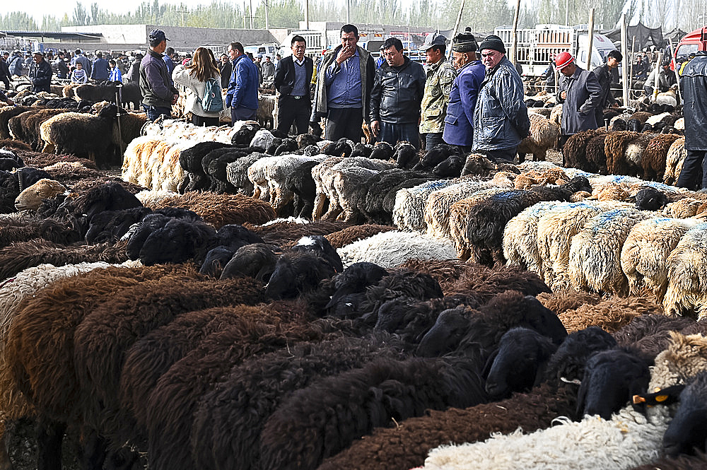 Uyghur men look over sheep lined up for sale in Kashgar Sunday market, Kashgar, Xinjiang, China, Asia