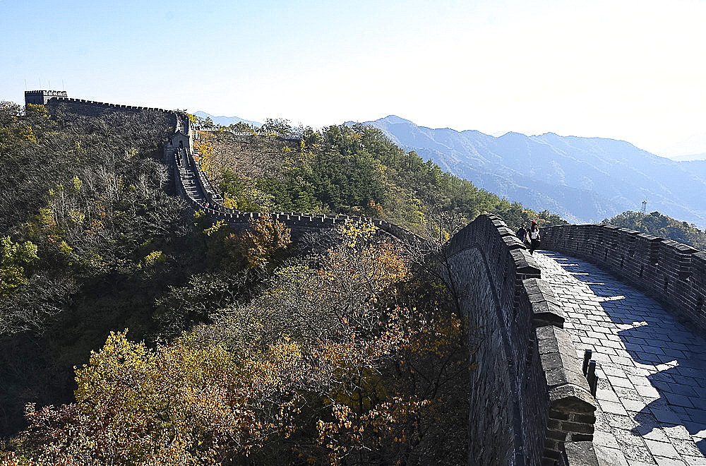 View along the Great Wall of China, Mutianyu section, UNESCO World Heritage Site, trees in autumn colours, Beijing, China, Asia