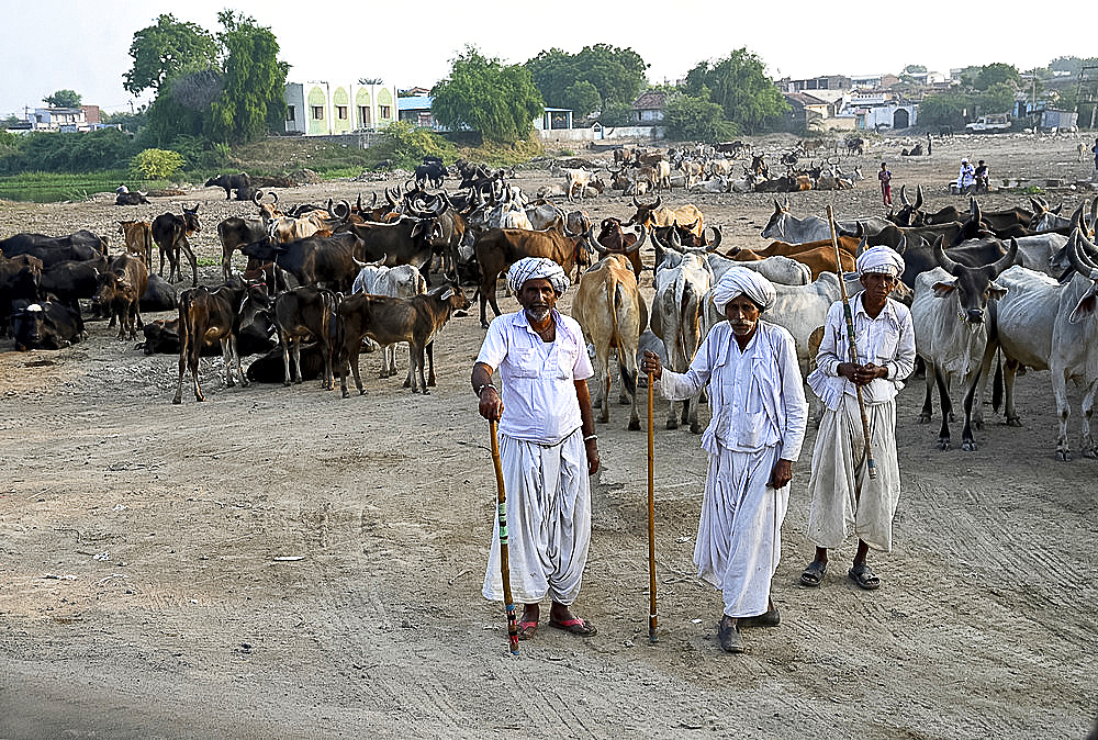 Three village cowherders with their herd of cattle in the desert village of Dasada, Gujarat, India, Asia