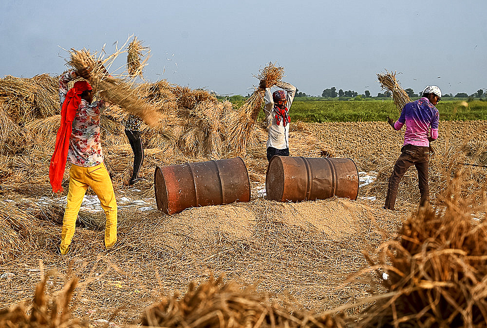 Young men, itinerant workers, threshing rice sheaves against tin drums to release the rice, Gujarat, India, Asia