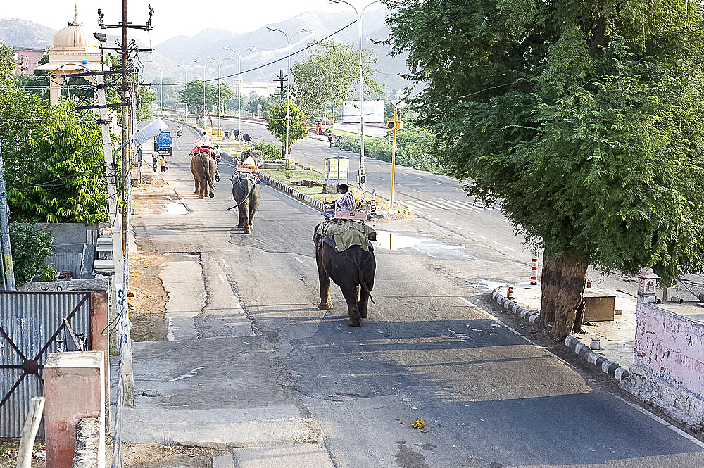 Elephants walking to work in early morning from Jaipur to the Amber Palace, Amber, Rajasthan, India, Asia