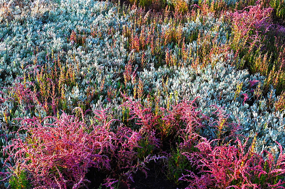 Sea Lavender and various beautiful coloured heathers growing wild in the sand dunes behind the beach at Walberswick, Suffolk, England, United Kingdom, Europe