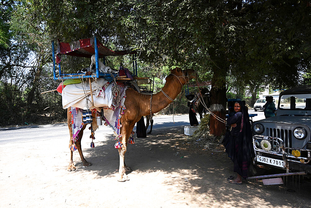 Traditional nomadic Rabari tribeswoman with her camel carrying her worldly possessions, resting in the shade of a tree, Gujarat, India, Asia