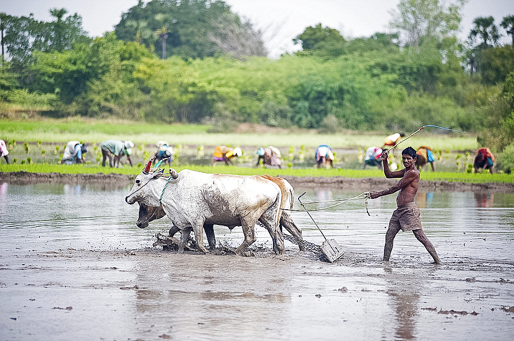 Farmer using cattle to plough rice paddy, rice planters in background, Tiruvannamalai district, Tamil Nadu, India, Asia