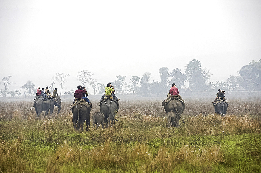 Tourists riding on elephant back, with two fifteen month old elephant calves following their mothers, dawn, Kaziranga National Park, Assam, India, Asia