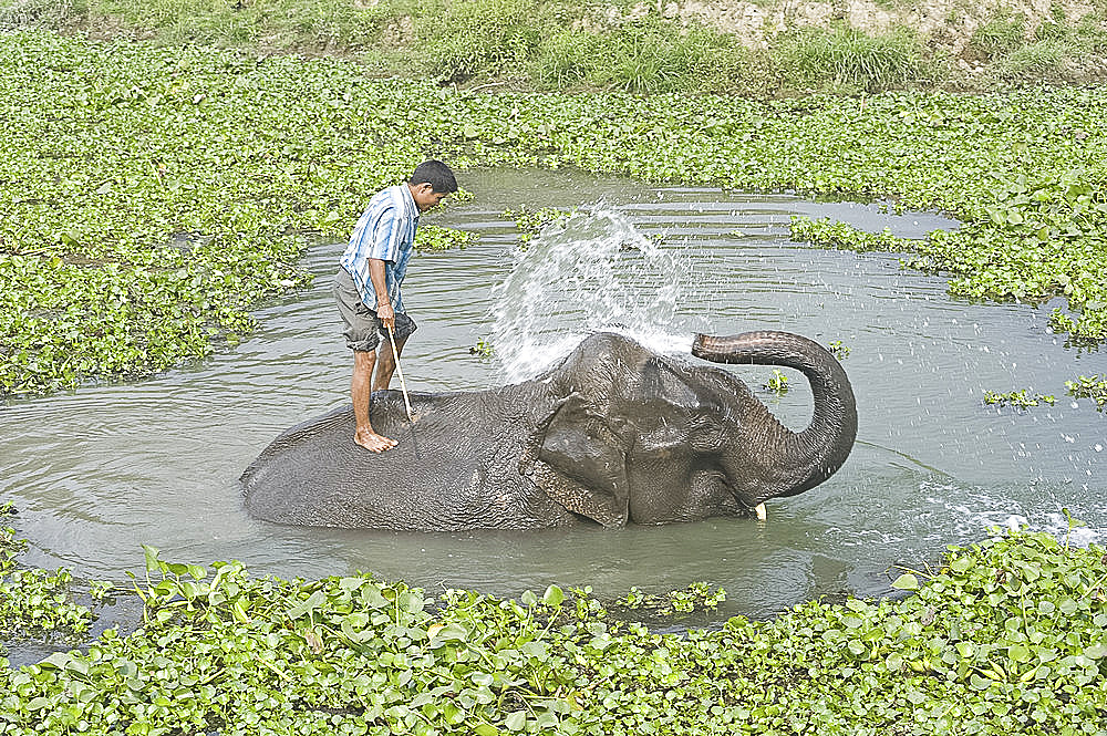 Elephant spraying herself and the mahout whilst bathing in water surrounded by water hyacinth, Kaziranga, Assam, India, Asia