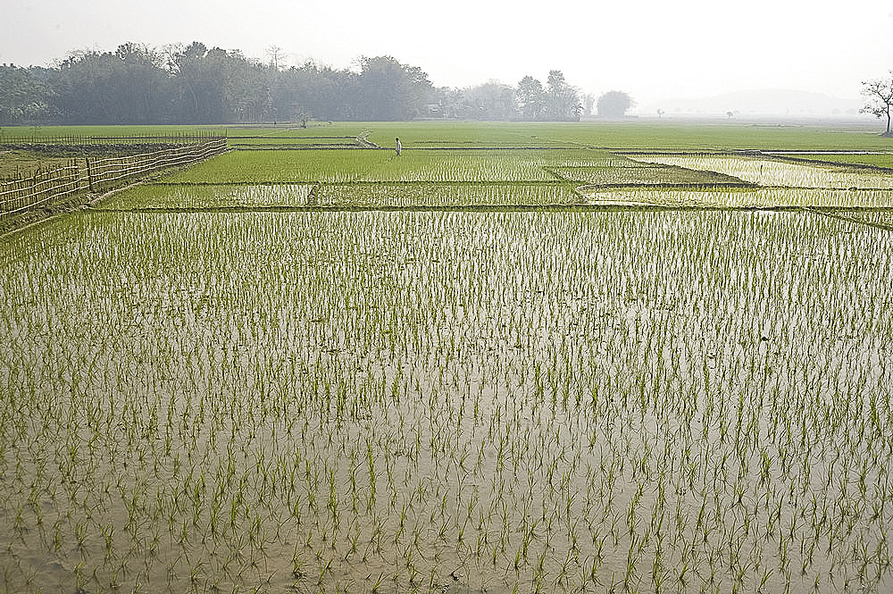 Rice paddy fields, Kaziranga district, Assam, India, Asia