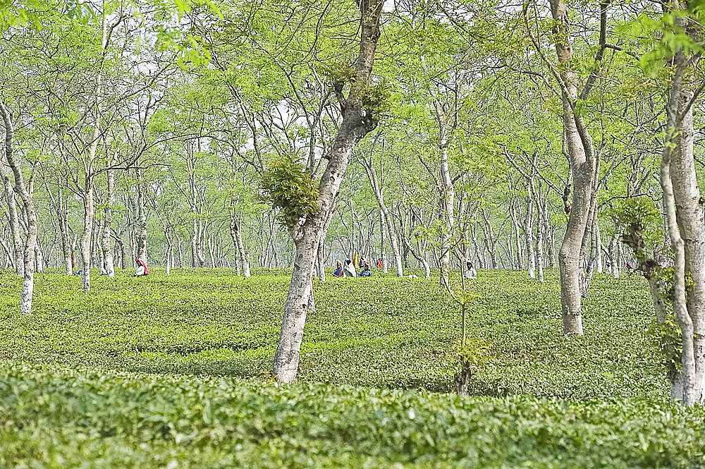 Women working in Assam tea garden, Jorhat, Assam, India, Asia