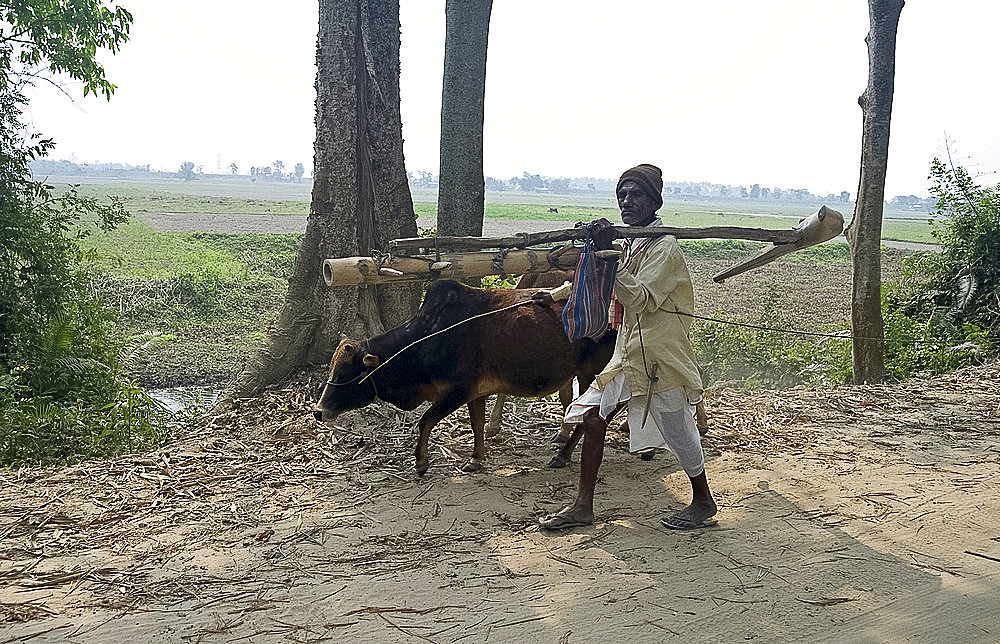 Old farmer walking with cow, carrying hand carved wooden plough on his shoulder, Majuli Island, largest riverine island in the world, in the Brahmaputra River, Assam, India, Asia