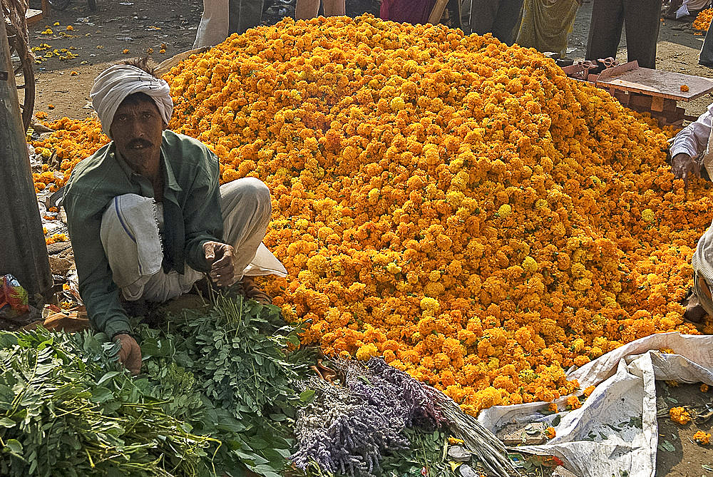 Man selling marigolds, flower market, Bari Chaupar, Jaipur, Rajasthan, India, Asia