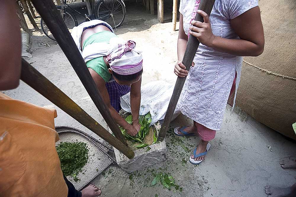 Assamese tribal village women, mother and daughters, crushing herb leaves in domestic stone mill, Majuli Island, Assam, India, Asia