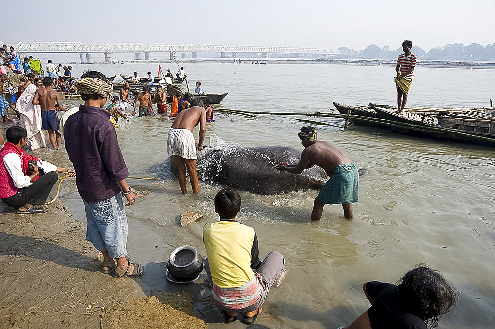 Elephant being washed by mahout in the waters of the holy River Ganges, Patna, Bihar, India, Asia