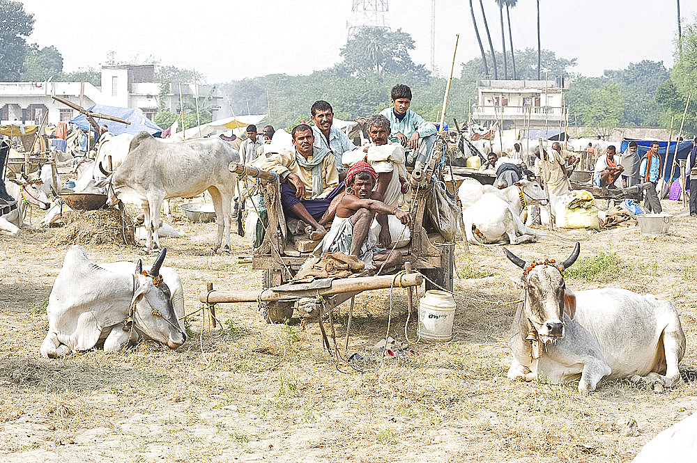 Bihari farmers and cattle owners resting on wooden cart, with their white cows decorated for sale at the annual Sonepur Cattle fair, near Patna, Bihar, India, Asia