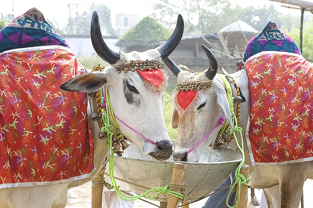 Two white cows, decorated with cloth and bells, for sale at the annual Sonepur Cattle Fair near Patna, Bihar, India, Asia