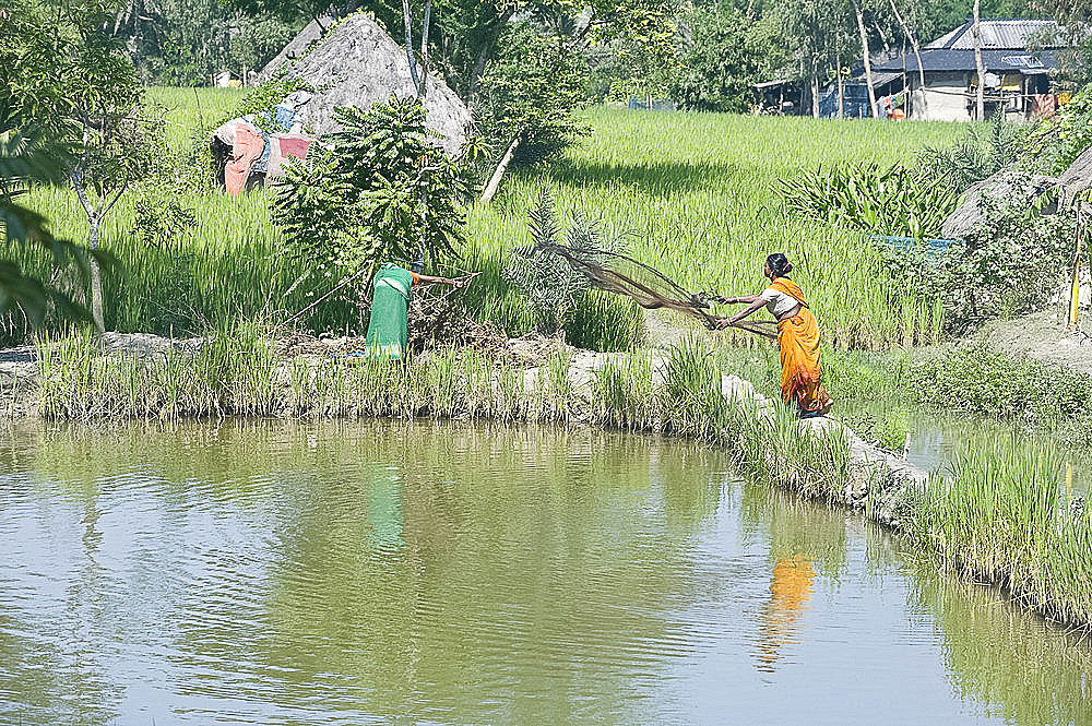 Village woman casting fishing net amongst rice fields, Bali Hat Khola village, Bali Island, Sunderbans, West Bengal, India, Asia