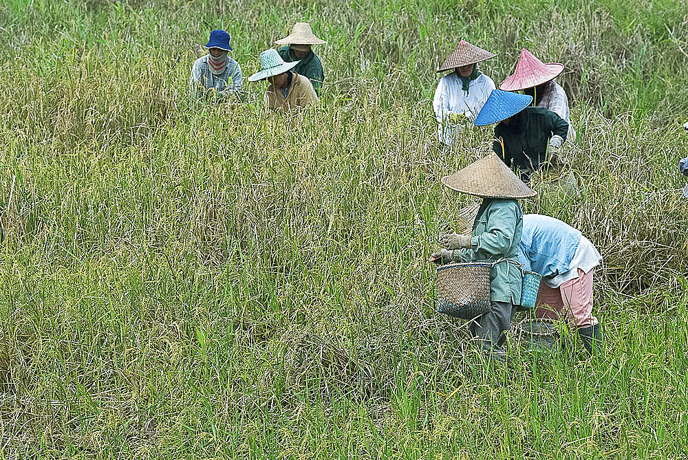 Women picking rice, Serian, Sarawak, Malaysian Borneo, Malaysia, Southeast Asia, Asia