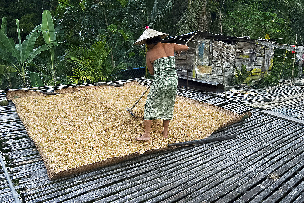 Iban tribeswoman raking through drying rice crop on sacking laid on bamboo longhouse verandah, Lemanak River, Sarawak, Malaysian Borneo, Malaysia, Southeast Asia, Asia