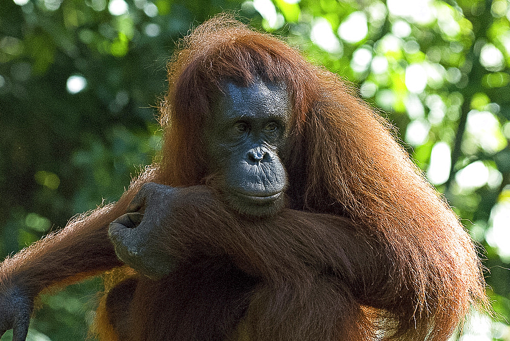 Semi-wild Orang Utan (Pongo pygmaeus) at Semengok Orangutan Sanctuary and Rehabilitation Centre, Kuching, Malaysian Borneo, Malaysia, Southeast Asia, Asia