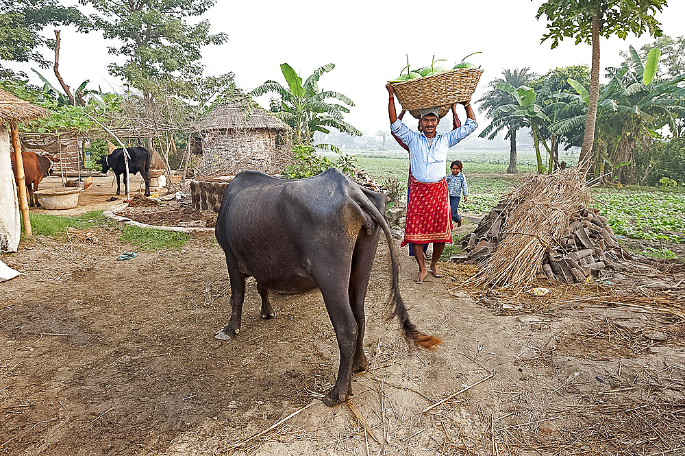 Bihari man in red dhoti carrying basket of pumpkins on his head through his village of dome thatched houses, Sonepur, Bihar, India, Asia